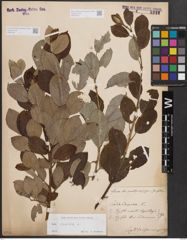 Foto von Salix caprea L.